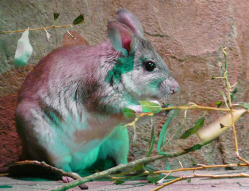 Malagasy giant jumping rat