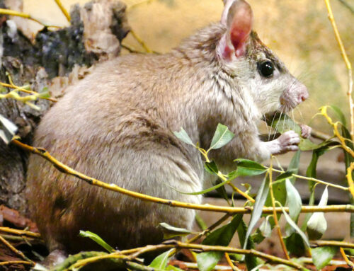 Arrival of two Malagasy giant jumping rats and of one pair of Madagascar teals