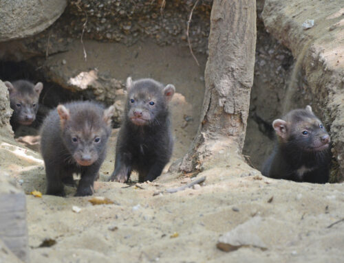 Naissance de quatre chiens des buissons