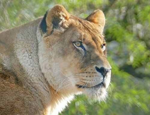 Winter break at the Zoo des Sables !