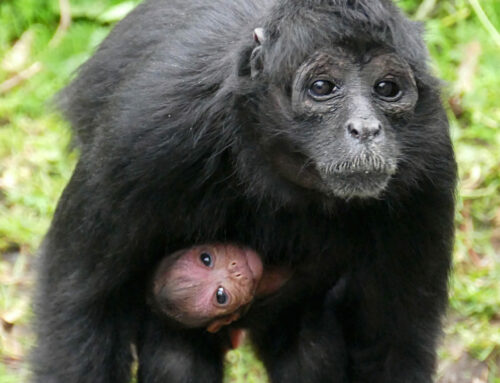 Two Colombian spider monkeys