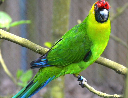 Arrival of four horned parakeets