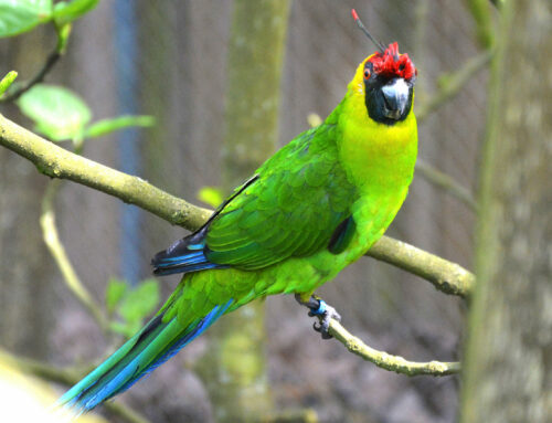 Horned parakeet