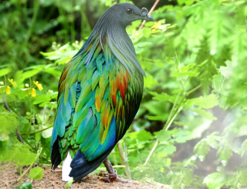 Nicobar pigeon