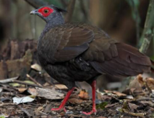 Vietnam pheasant