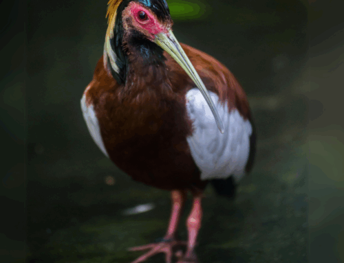 Arrival of two Madagascar crested ibis