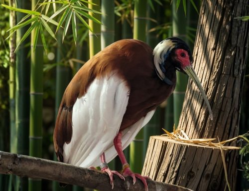 Ibis huppé
