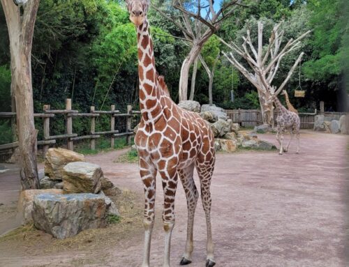 Arrival of two reticulated giraffes