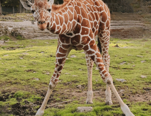 Arrival of two reticulated giraffes