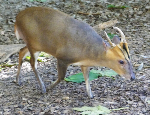 Arrival of a Reeves’s muntjac