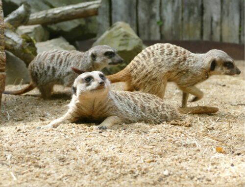 Arrival of seven meerkats