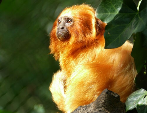 Arrival of two golden lion tamarins