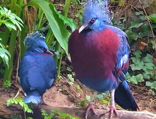 One Victoria crowned pigeon