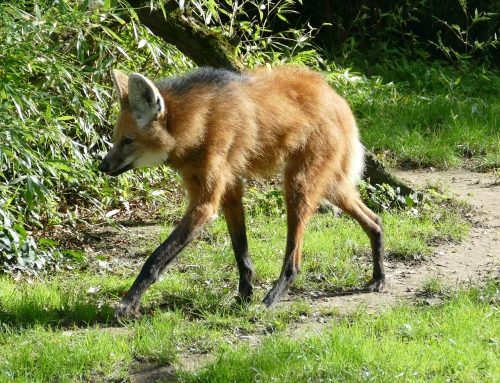 Arrivée d&rsquo;un loup à crinière