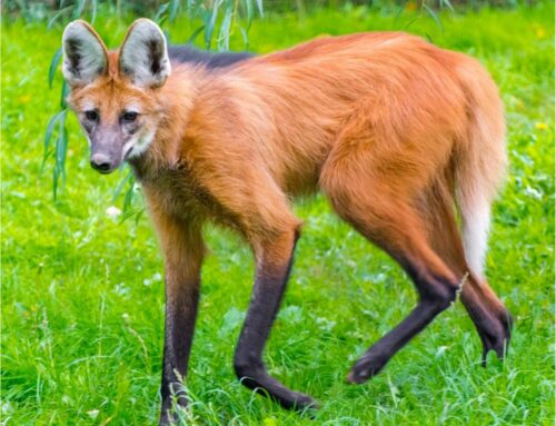 Arrivée d&rsquo;un loup à crinière