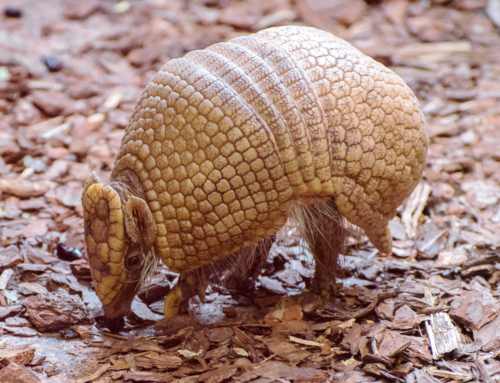 Arrivée d&rsquo;un tatou à trois bandes