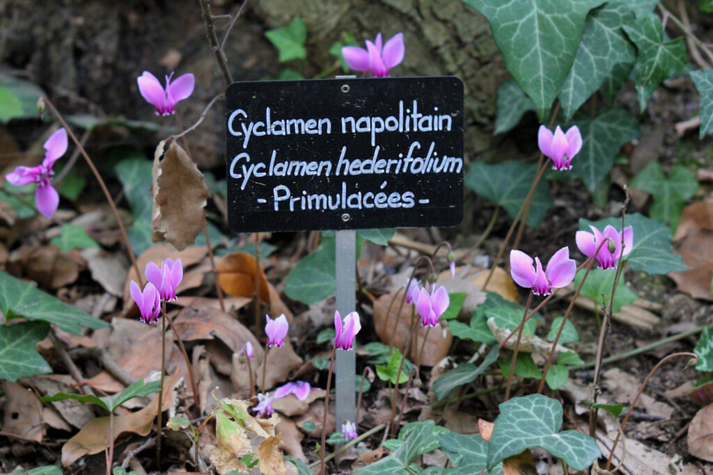 Cyclamens – Zoo des Sables – S Silhol – Copie