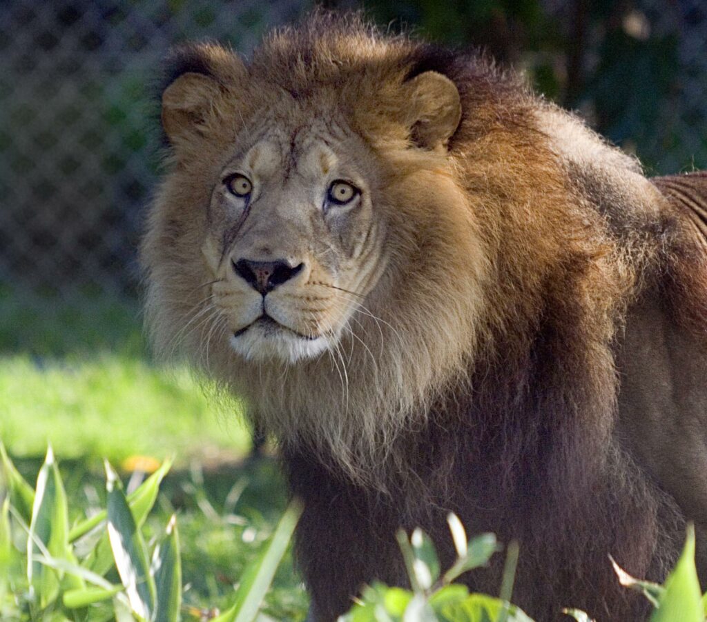 Lion de l’Atlas A (Ksabi 3 quart) – Zoo des Sables – S Silhol