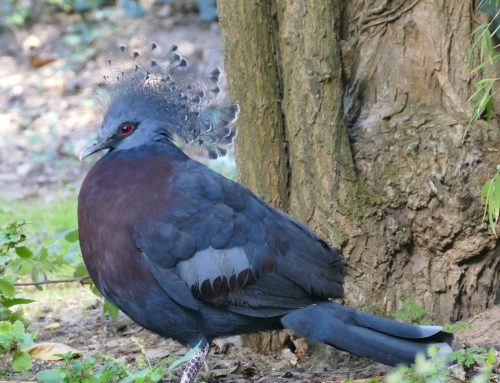 Nouvelle arrivée au parc !
