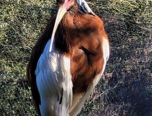 Arrivée d&rsquo;un ibis huppé