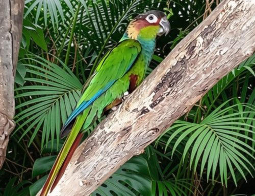 Arrivée de deux conures tiriba