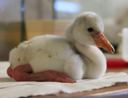 Naissance de trois flamants des caraïbes