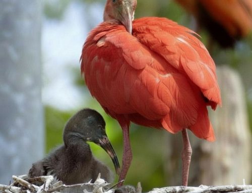 Naissance de deux ibis rouges