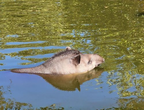 Comment préserver le bien-être de nos animaux en période de forte chaleur